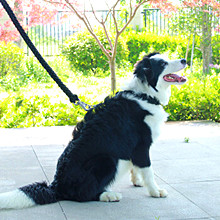 Facendo un'escursione 7 la corda di Paracord del paracadute 550 dei fili 100 Ft 2